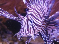 I call "him" Leo. He is a Black Volitan Lion fish in my a... by William Anderson 
